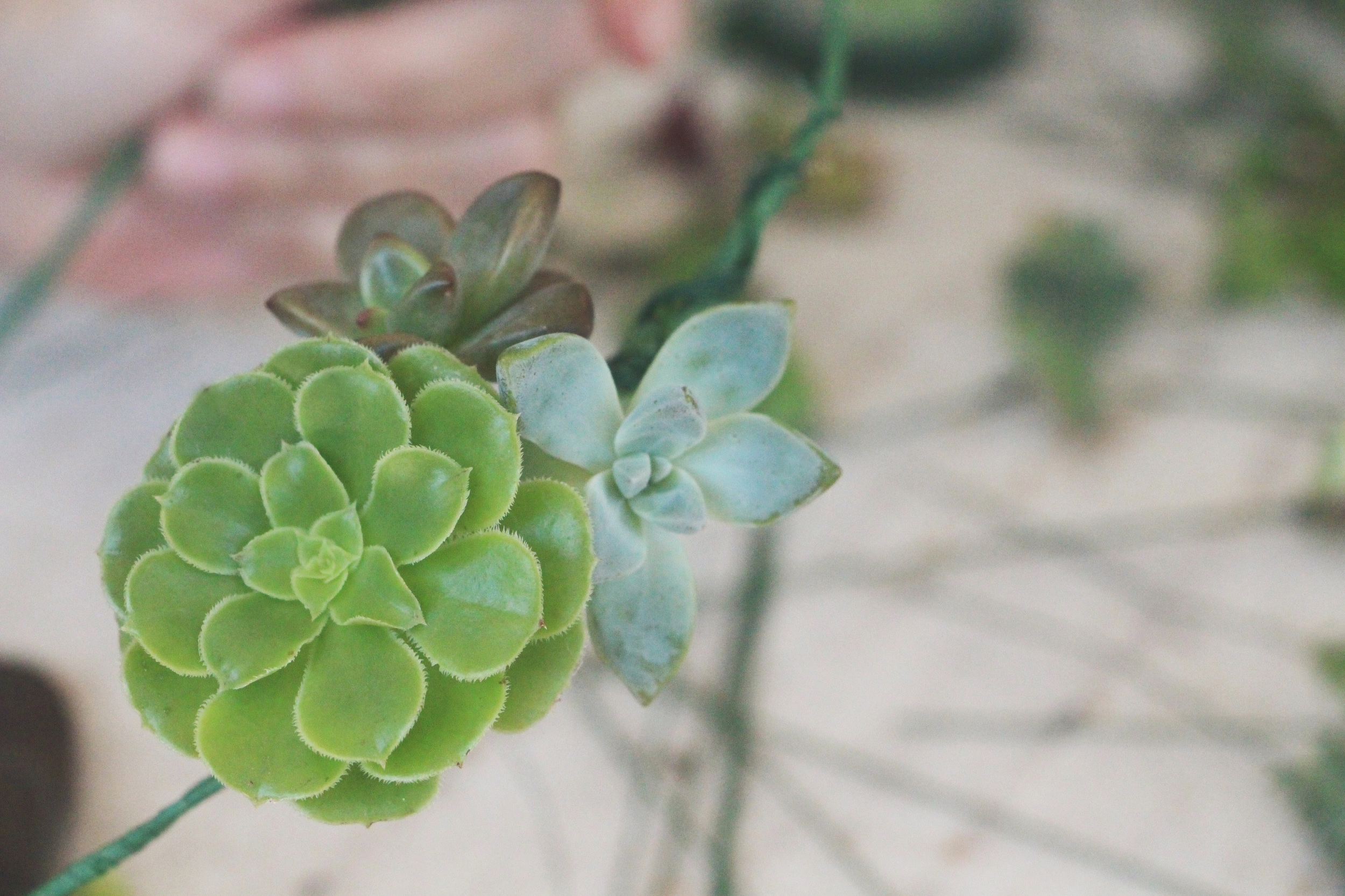 diy succulent crown via needles + leaves